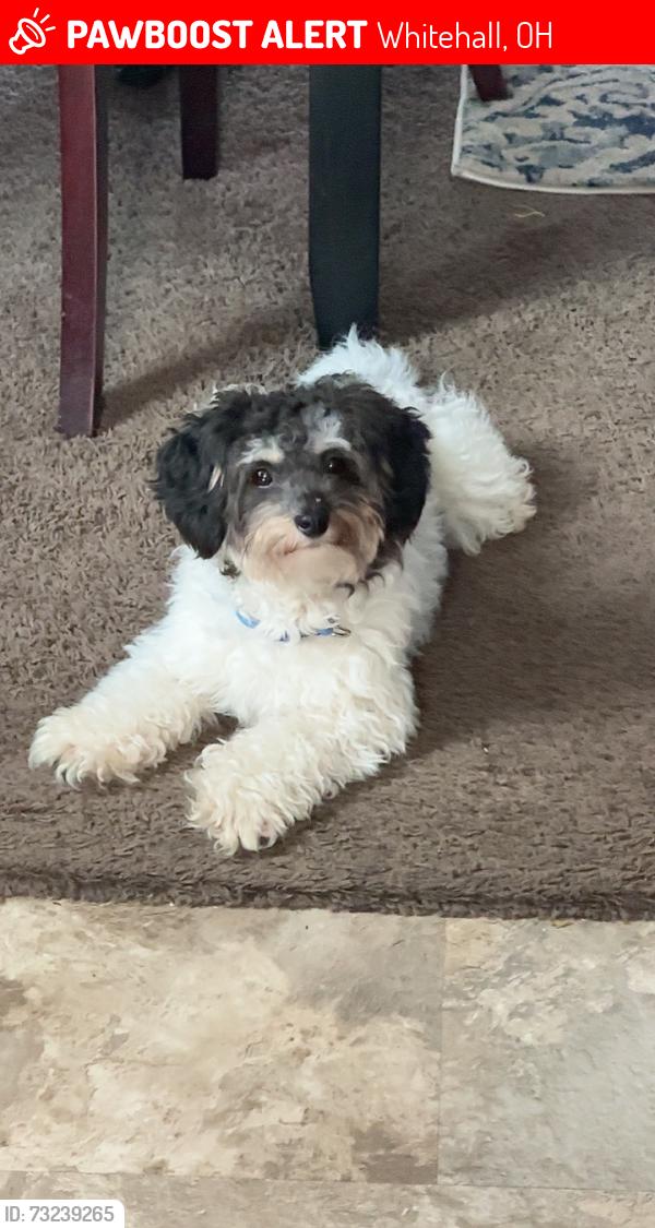 Lost Male Dog last seen Near beechreek rd, Whitehall, OH 43213