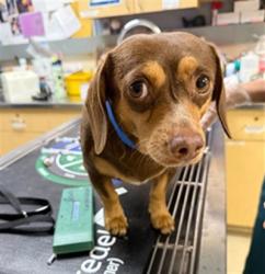 Shelter Stray Male Dog last seen Near BLOCK DURHAM DR, RIVERSIDE 92503, 6851 Van Buren Boulevard, Jurupa Valley, CA 92509, USA