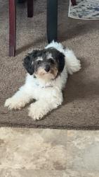 Lost Male Dog last seen Near beechreek rd, Whitehall, OH 43213