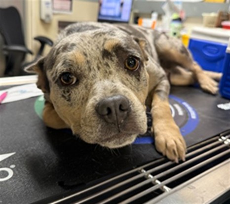 Shelter Stray Female Dog last seen Near BLOCK DURHAM DR RIVERSIDE 92503, 6851 Van Buren Boulevard, Jurupa Valley, CA 92509, USA