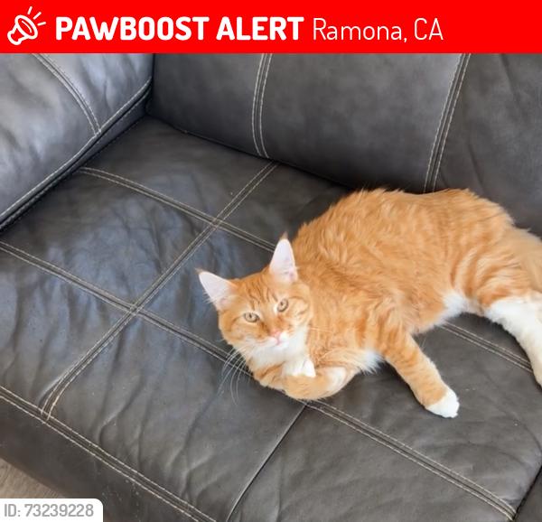 Lost Male Cat last seen Arena dr, Ramona, CA 92065