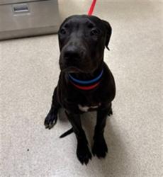 Shelter Stray Male Dog last seen MISSION BLVD/ VALLEY WAY, JURUPA VALLEY CA 92509, 6851 Van Buren Boulevard, Jurupa Valley, CA 92509, USA