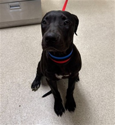 Shelter Stray Male Dog last seen MISSION BLVD/ VALLEY WAY, JURUPA VALLEY CA 92509, 6851 Van Buren Boulevard, Jurupa Valley, CA 92509, USA
