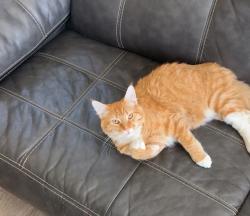 Lost Male Cat last seen Arena dr, Ramona, CA 92065