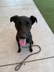 Shelter Stray Female Dog last seen Near BLK RUSTON LN, BAKERSFIELD, CA, 201 S Mt Vernon Ave, Bakersfield, CA 93307, USA