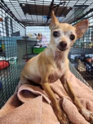 Shelter Stray Male Dog last seen , 1850 W 60th St, Los Angeles, CA 90047, USA