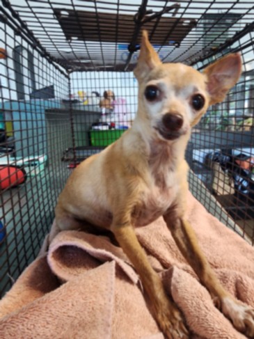 Shelter Stray Male Dog last seen , 1850 W 60th St, Los Angeles, CA 90047, USA
