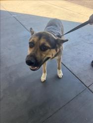 Shelter Stray Male Dog last seen , 1850 W 60th St, Los Angeles, CA 90047, USA