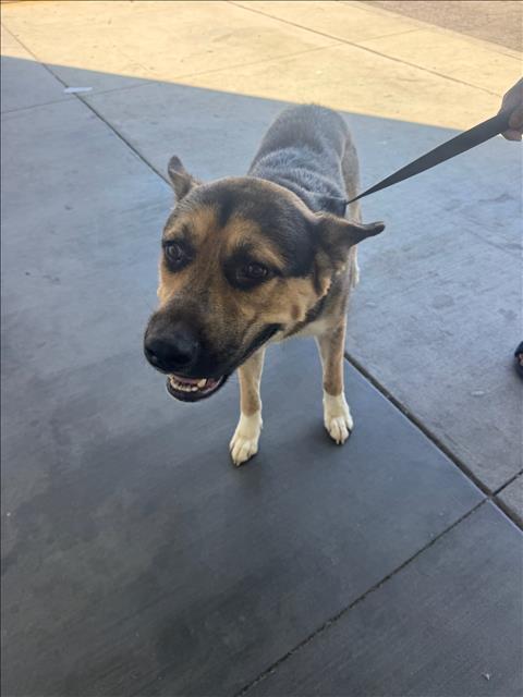 Shelter Stray Male Dog last seen , 1850 W 60th St, Los Angeles, CA 90047, USA
