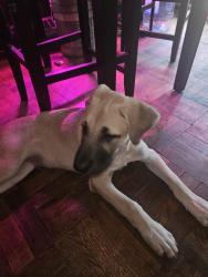 Found/Stray Male Dog last seen 58th St and MacArthur, Bethany, OK 73008