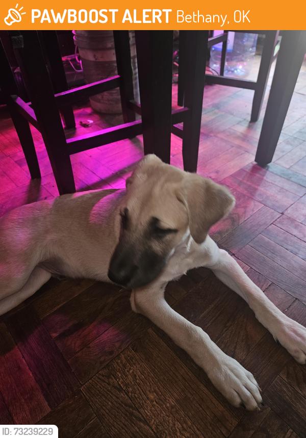 Found/Stray Male Dog last seen 58th St and MacArthur, Bethany, OK 73008
