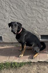 Reunited Female Dog last seen Alvarado Ave. near Oak Park., Stockton, CA 95204