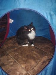 Lost Female Cat last seen Bedford Ave, Mobile, AL 36619