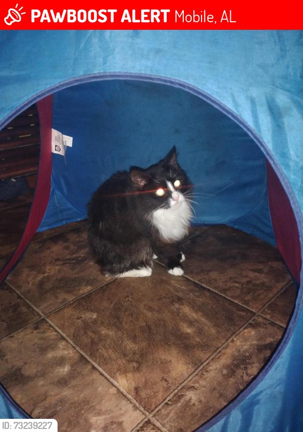 Lost Female Cat last seen Bedford Ave, Mobile, AL 36619
