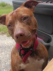 Lost Female Dog last seen Dollar general holt florida, Holt, AL 35404