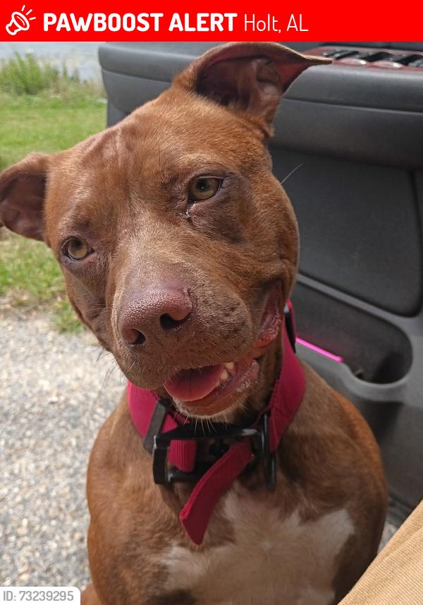 Lost Female Dog last seen Dollar general holt florida, Holt, AL 35404