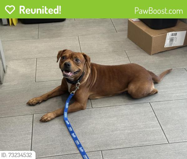 Reunited Female Dog last seen Pacific St near Troy Ave, Brooklyn, NY 11203