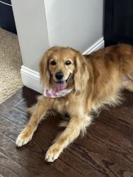 Lost Female Dog last seen Crosier/Twinbrook/Ursaline, Hamilton County, OH 45242