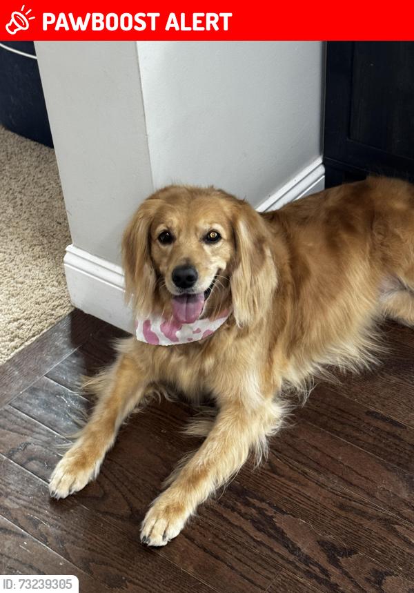 Lost Female Dog last seen Crosier/Twinbrook/Ursaline, Hamilton County, OH 45242