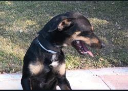 Lost Female Dog last seen Grace and Lincoln Streets in Casa Blanca heading towards Madison, Riverside, CA 92506