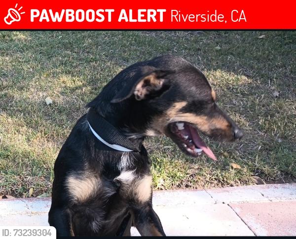 Lost Female Dog last seen Grace and Lincoln Streets in Casa Blanca heading towards Madison, Riverside, CA 92506