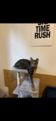 Lost Male Cat last seen church street, atlantic avenue, Baldwin, NY 11510