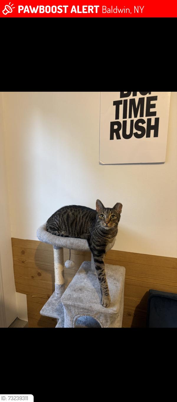 Lost Male Cat last seen church street, atlantic avenue, Baldwin, NY 11510