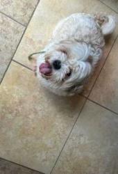 Reunited Male Dog last seen I 285 Bouldercrest Rd, Ellenwood, GA 30294