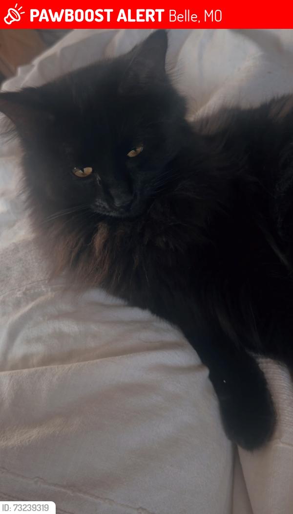 Lost Female Cat last seen Linn street, Belle, MO 65013