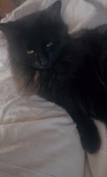 Lost Female Cat last seen Linn street, Belle, MO 65013