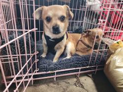 Reunited Male Dog last seen East 14th, San Leandro, CA 94577