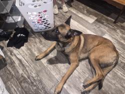 Found/Stray Male Dog last seen Frontage rd, Jackson, MS 39212