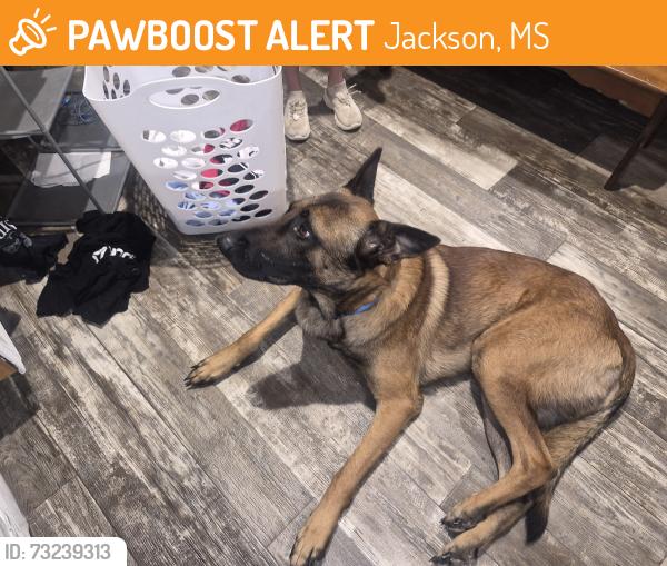 Found/Stray Male Dog last seen Frontage rd, Jackson, MS 39212