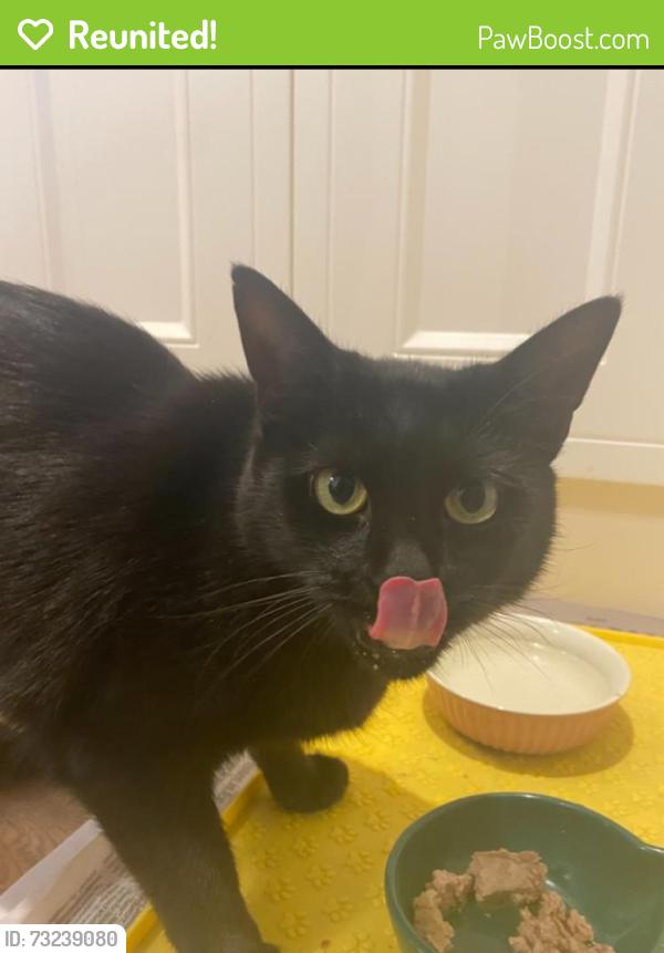 Reunited Male Cat last seen our back garden, Greater London, England IG1 3LL