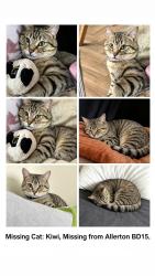 Lost Male Cat last seen Allerton, Allerton, England BD15 7TX
