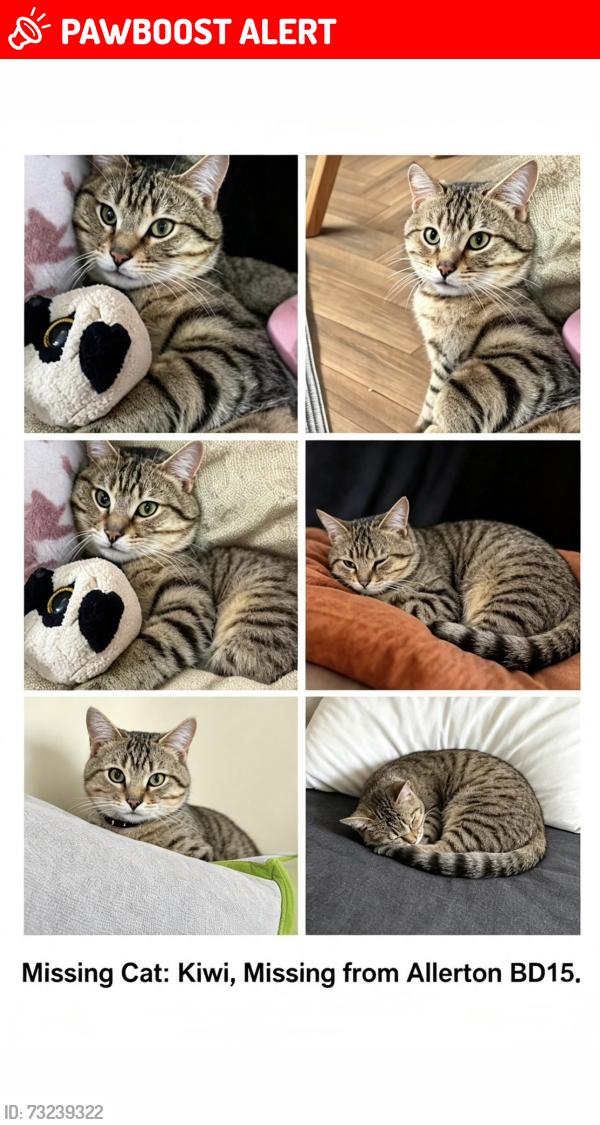 Lost Male Cat last seen Allerton, Allerton, England BD15 7TX