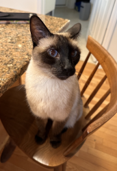 Reunited Male Cat last seen Glenn Rd & St. Georges (near Suburban Square Ardmore), Ardmore, PA 19003