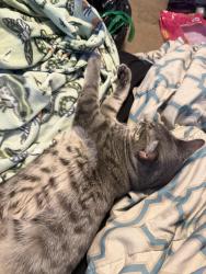Reunited Male Cat last seen Business 70 E, Smithfield, NC 27577