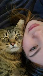 Lost Male Cat last seen Rue Gérard-lecuiller, Saint-Jean-sur-Richelieu, QC J2Y 1C1