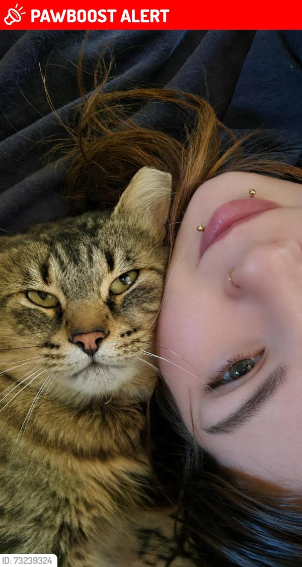 Lost Male Cat last seen Rue Gérard-lecuiller, Saint-Jean-sur-Richelieu, QC J2Y 1C1
