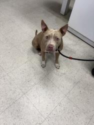 Shelter Stray Female Dog last seen , Gulfport, MS, 2615 25th Ave, Gulfport, MS 39501, USA