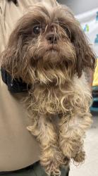 Shelter Stray Female Dog last seen , Gulfport, MS, 2615 25th Ave, Gulfport, MS 39501, USA