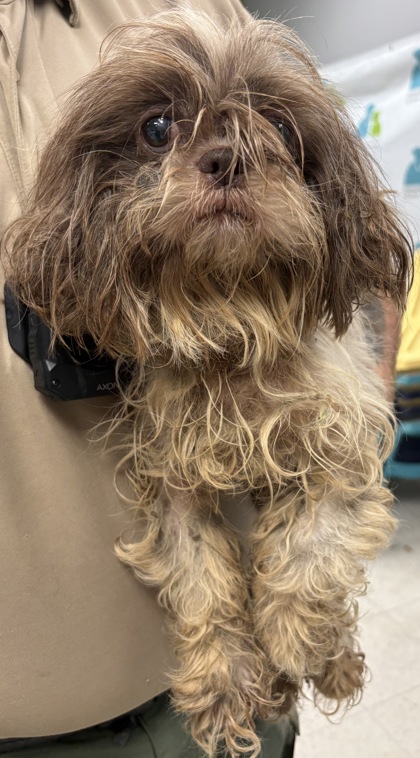 Shelter Stray Female Dog last seen , Gulfport, MS, 2615 25th Ave, Gulfport, MS 39501, USA