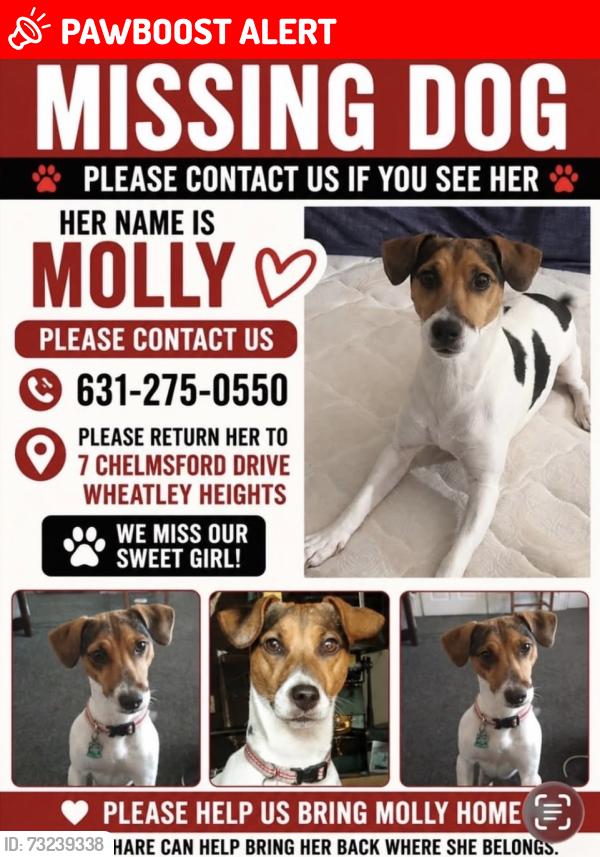 Lost Female Dog last seen Burrs Lane, Wheatley Heights, NY 11798