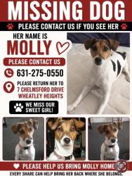 Lost Female Dog last seen Burrs Lane, Wheatley Heights, NY 11798