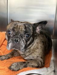 Shelter Stray Male Dog last seen Old Decatur Road, Outside Jurisdiction-injured/sick, TX, 355 Hillshire Dr, Haslet, TX 76052, USA