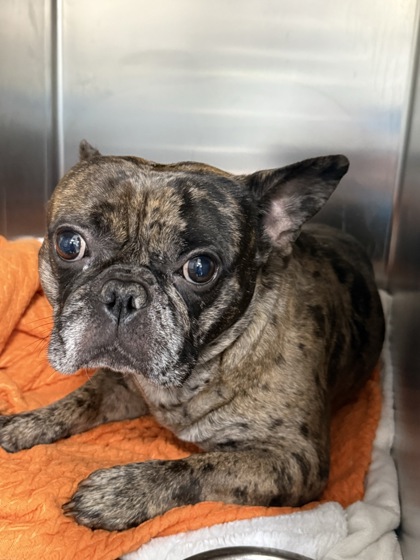 Shelter Stray Male Dog last seen Old Decatur Road, Outside Jurisdiction-injured/sick, TX, 355 Hillshire Dr, Haslet, TX 76052, USA