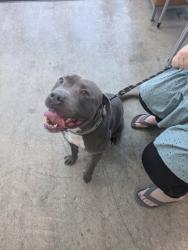 Shelter Stray Male Dog last seen blue Ivy Dr, North District, TX, 355 Hillshire Dr, Haslet, TX 76052, USA