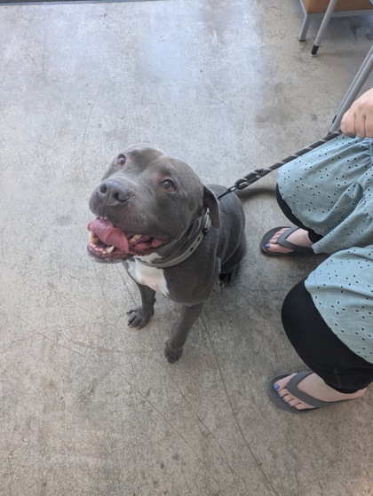 Shelter Stray Male Dog last seen blue Ivy Dr, North District, TX, 355 Hillshire Dr, Haslet, TX 76052, USA