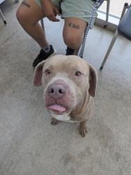 Shelter Stray Male Dog last seen Van Natta Ln, West District, TX, 355 Hillshire Dr, Haslet, TX 76052, USA
